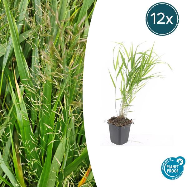 Hakonechloa macra - ↕10-25cm - Ø9cm - 12x | Sierplantenshop 