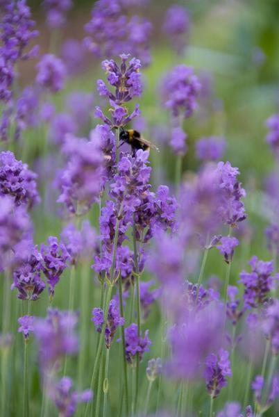 Lavandula ang. 'Munstead' - ↕10-25cm - Ø9cm - 12x | Sierplantenshop 