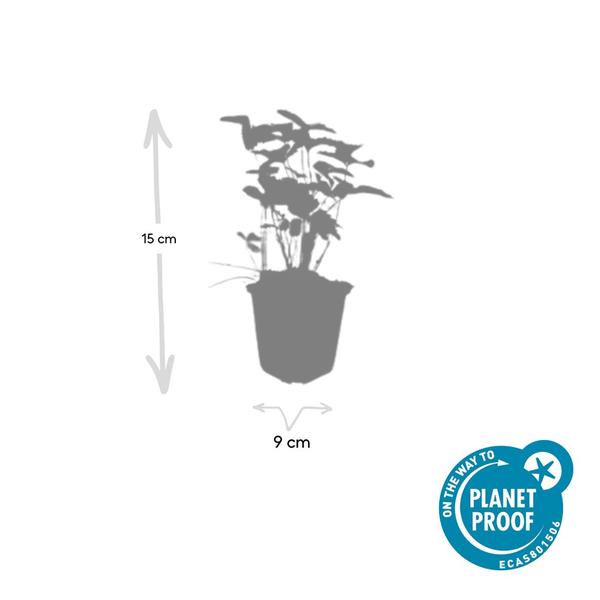 Fragaria vesca - ↕10-25cm - Ø9cm - 12x | Sierplantenshop 