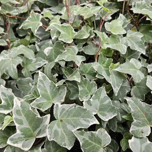 Hedera helix 'Glacier' - ↕10-25cm - Ø9cm - 12x | Sierplantenshop 