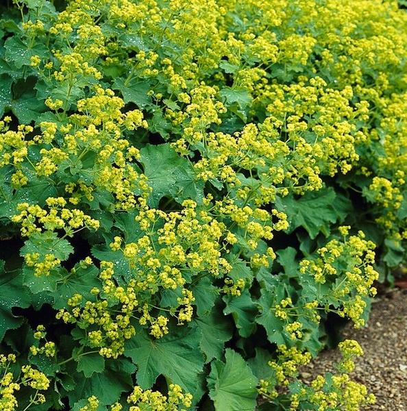 Alchemilla mollis-15 cm