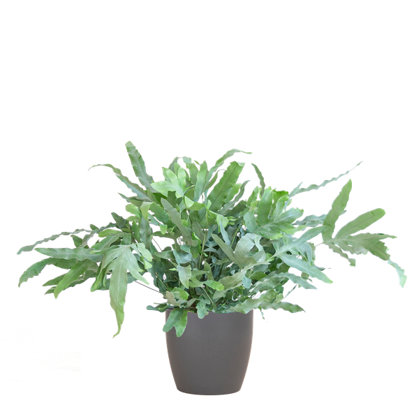 Phlebodium Aureum 'Blue Star' met Viber grijs - 40cm - Ø17 | Sierplantenshop 