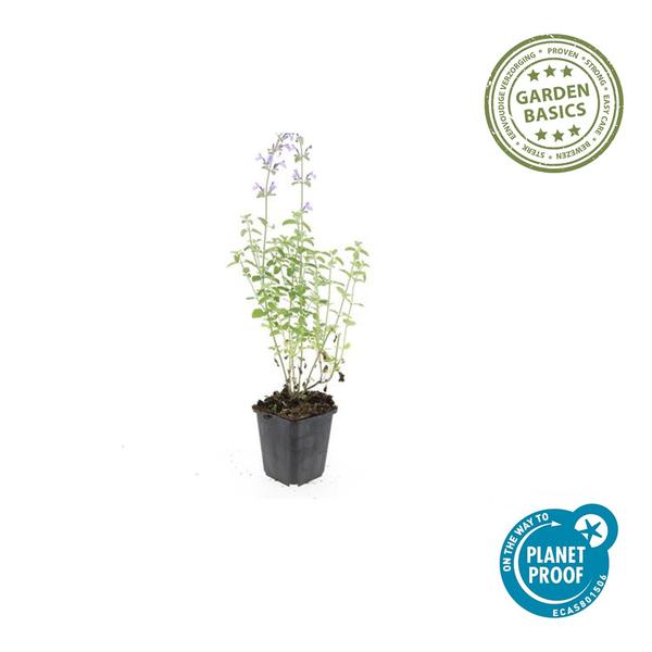 Nepeta 'Walker's Low' - ↕10-25cm - Ø9cm - 12x | Sierplantenshop 