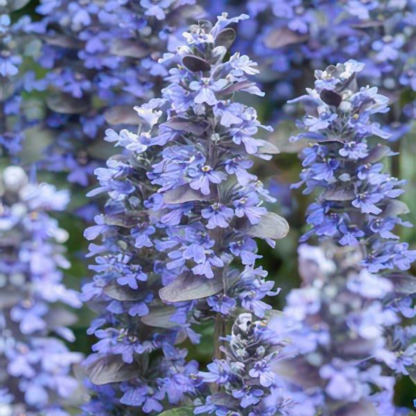 Ajuga reptans 'Burgundy Glow'-15cm