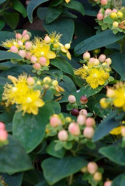 Hypericum inodorum 'Annebel' - ↕10-25cm - Ø9cm - 12x | Sierplantenshop 