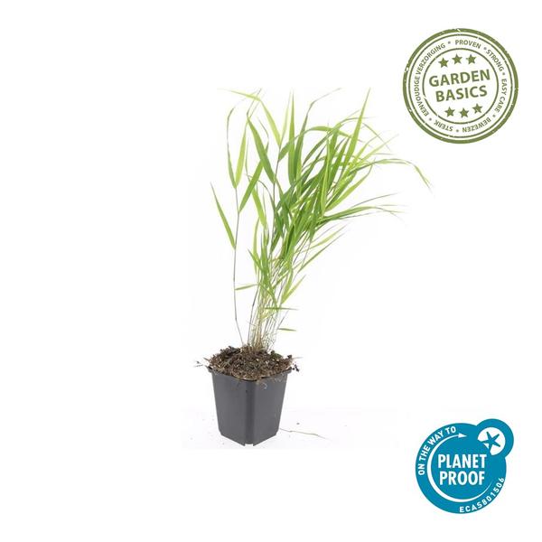 Hakonechloa macra - ↕10-25cm - Ø9cm - 12x | Sierplantenshop 