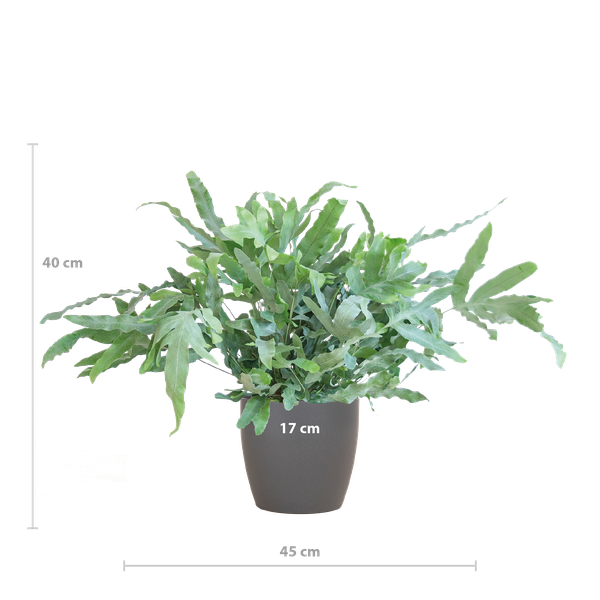 Phlebodium Aureum 'Blue Star' met Viber grijs - 40cm - Ø17 | Sierplantenshop 