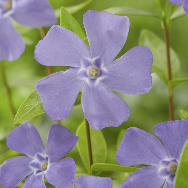 Vinca minor - 12x -↕15cm