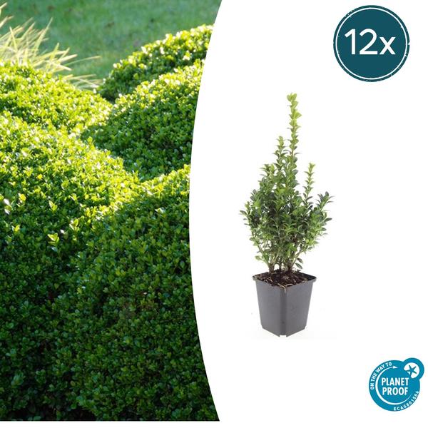 Buxus Sempervirens - ↕10-25cm - Ø9cm - 12x | Sierplantenshop 