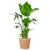 Strelitzia Nicolai XL met Torun mand - 140cm - Ø27 | Sierplantenshop 