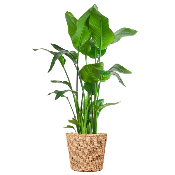 Strelitzia Nicolai XL met Torun mand - 140cm - Ø27 | Sierplantenshop 