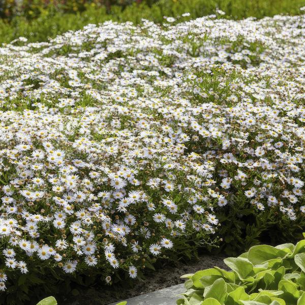 Aster ageratoides 'Ashvi' - ↕10-25cm - Ø9cm - 12x | Sierplantenshop 