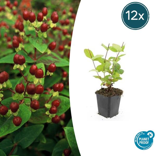 Hypericum inodorum 'Beauty' - ↕10-25cm - Ø9cm - 12x | Sierplantenshop 