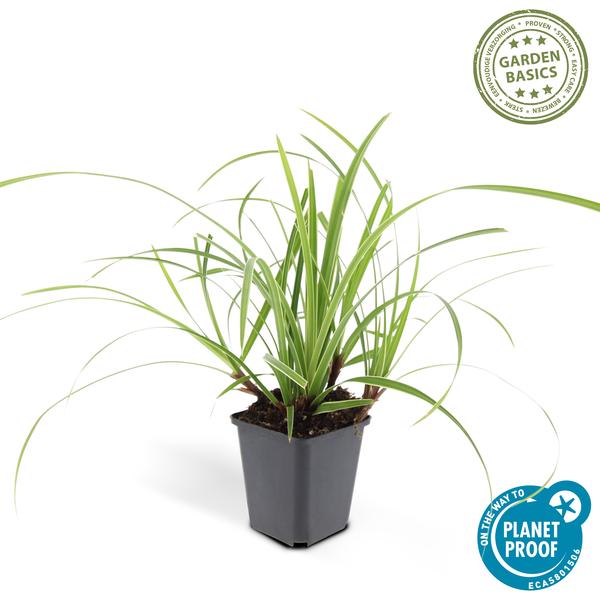 Carex morrowii 'Ice Dance' - ↕10-25cm - Ø9cm - 12x | Sierplantenshop 