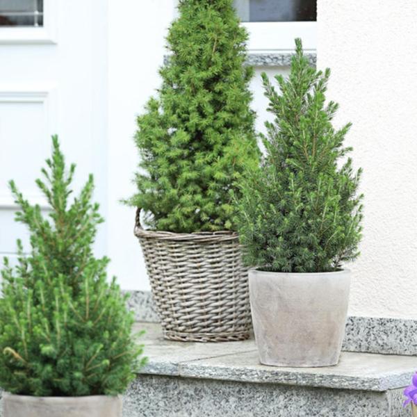 Kleine Kerstboom pot Ø19 cm - ca. 70 cm hoogte - Picea glauca Conica | Sierplantenshop 