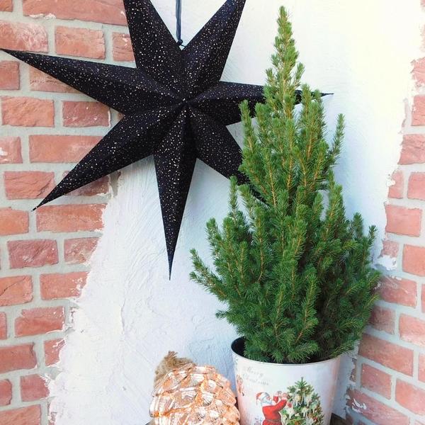 Kleine Kerstboom pot Ø19 cm - ca. 70 cm hoogte - Picea glauca Conica | Sierplantenshop 