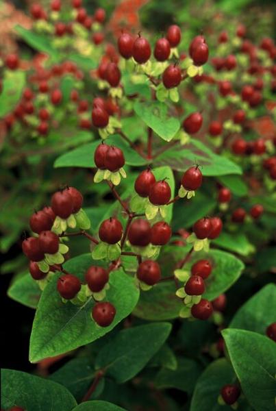 Hypericum inodorum 'Beauty'- 12x -↕15cm