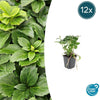 Pachysandra terminalis - ↕10-25cm - Ø9cm - 12x | Sierplantenshop 