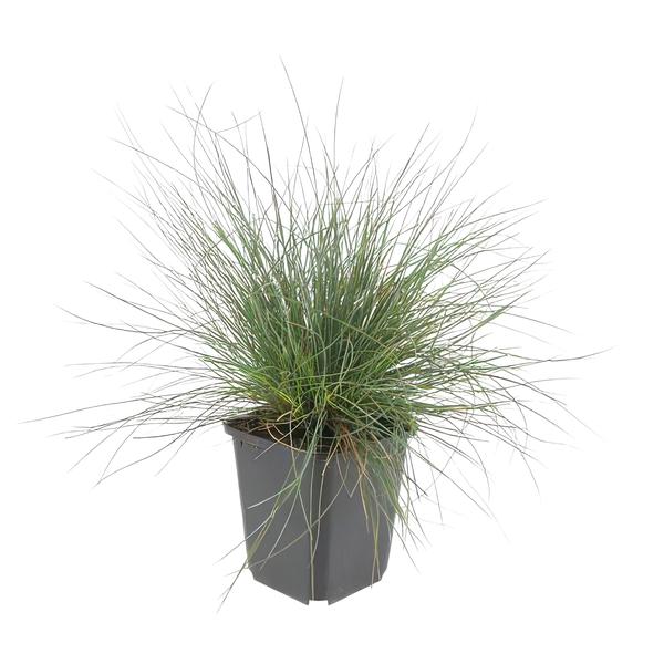 Festuca glauca 'Elijah Bleu' - ↕10-25cm - Ø9cm  - 12x | Sierplantenshop 