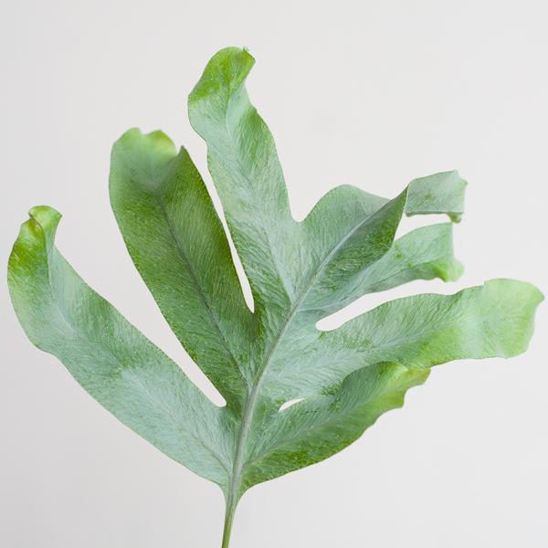 Phlebodium Aureum 'Blue Star' met Viber wit - 40cm - Ø17 | Sierplantenshop 