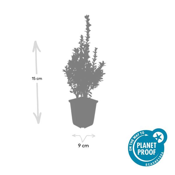 Buxus Sempervirens - ↕10-25cm - Ø9cm - 12x | Sierplantenshop 