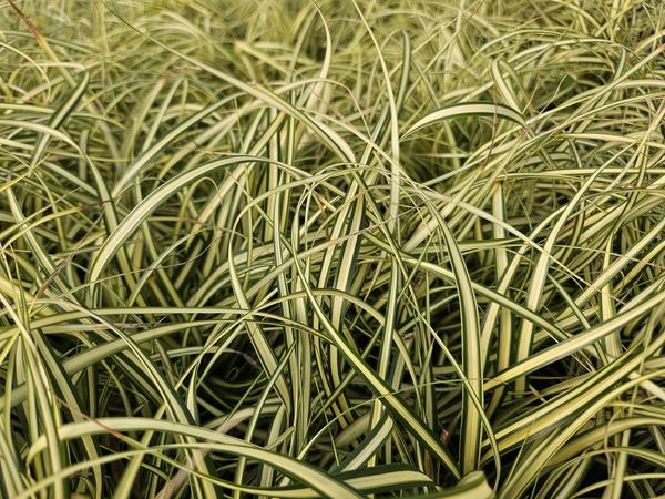 Carex oshim. 'Evergold'  - ↕10-25cm - Ø9cm - 12x | Sierplantenshop 