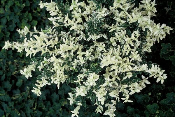 Euonymus fort. 'Harlequin' - ↕10-25cm - Ø9cm - 12x | Sierplantenshop 