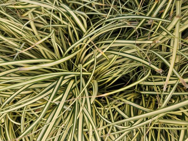 Carex oshim. 'Evergold'  - ↕10-25cm - Ø9cm - 12x | Sierplantenshop 