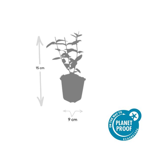 Hypericum inodorum - ↕10-25cm - Ø9cm - 12x | Sierplantenshop 