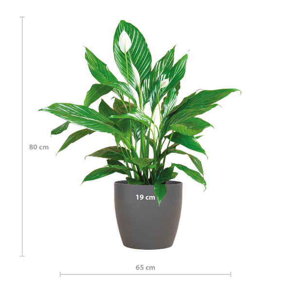 Spathiphyllum met Viber grijs - 80cm - Ø21 | Sierplantenshop 