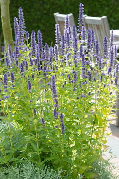 Agastache 'Black Adder' - ↕10-25cm - Ø9cm - 12x | Sierplantenshop 