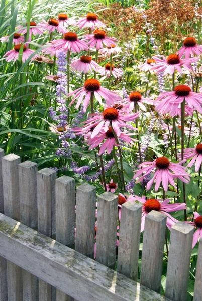 Echinacea p. 'Magnus' - ↕10-25cm - Ø9cm - 12x | Sierplantenshop 