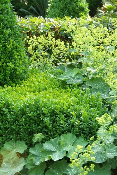 Buxus Sempervirens - ↕10-25cm - Ø9cm - 12x | Sierplantenshop 