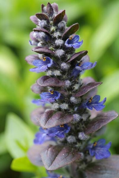 Ajuga reptans 'Catlin's Giant' - ↕10-25cm - Ø9cm - 12x | Sierplantenshop 