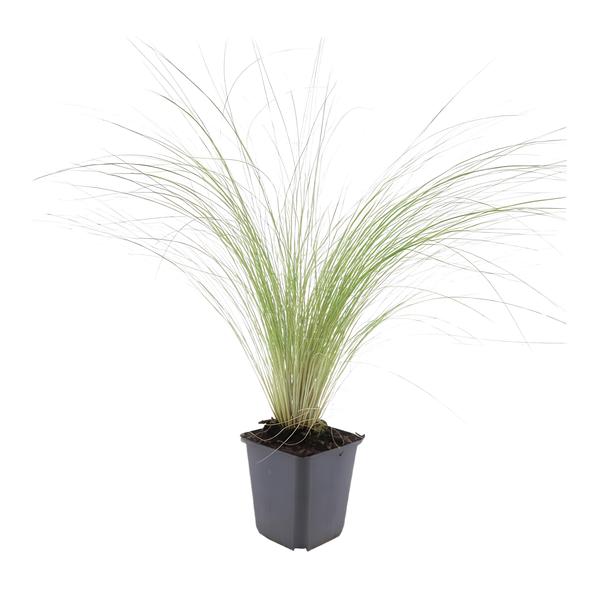 Stipa tenuissima 'Ponytails' - ↕10-25cm - Ø9cm - 12x | Sierplantenshop 