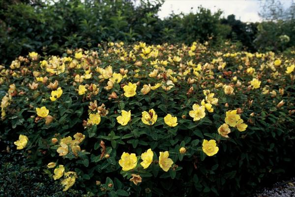 Hypericum dummeri 'Peter Dummer' - 12x -↕15cm