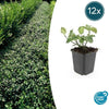 Euonymus fort. 'Dart's Blanket' - ↕10-25cm - Ø9cm - 12x | Sierplantenshop 