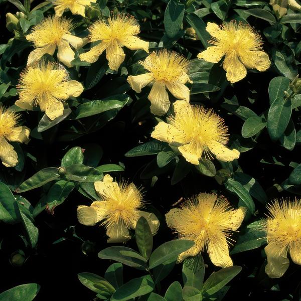 Hypericum calycinum - ↕10-25cm - Ø9cm  - 12x | Sierplantenshop 