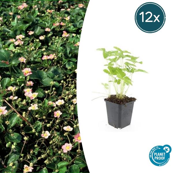 Fragaria vesca - ↕10-25cm - Ø9cm - 12x | Sierplantenshop 