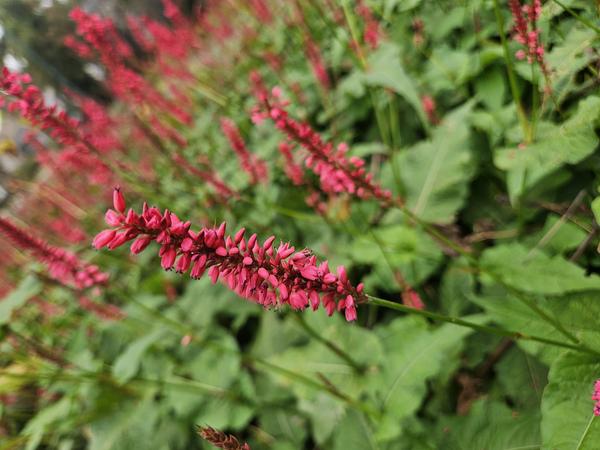 Persicaria amplexicaulis - ↕10-25cm - Ø9cm - 12x | Sierplantenshop 