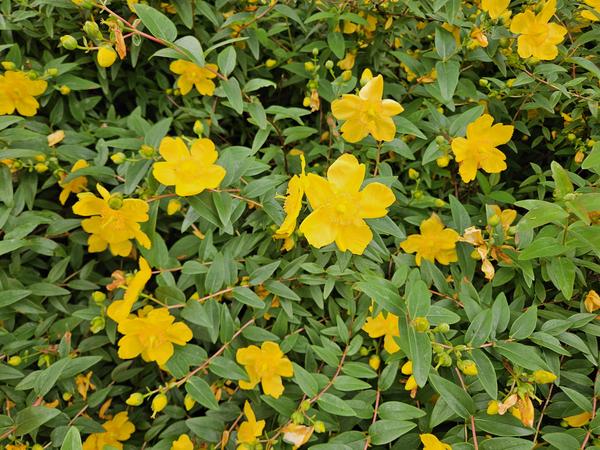 Hypericum dummeri 'Peter Dummer' - ↕10-25cm - Ø9cm - 12x | Sierplantenshop 