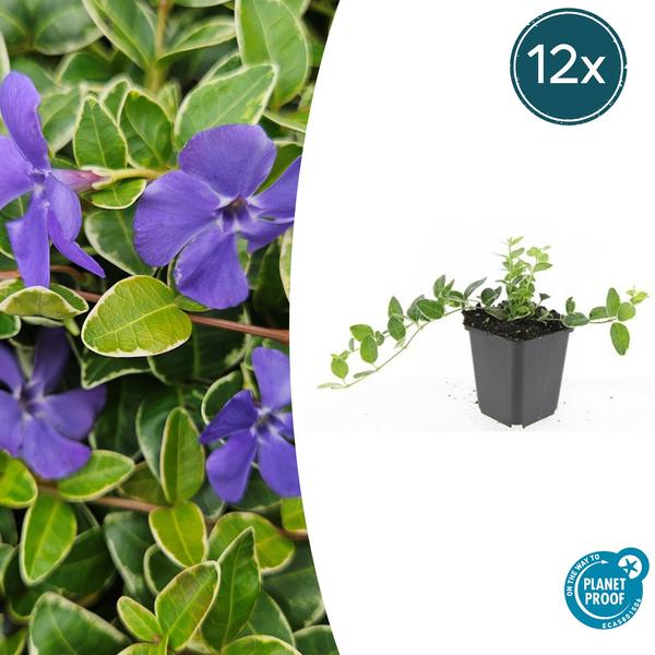 Vinca minor 'Argenteovariegata' - ↕10-25cm - Ø9cm - 12x | Sierplantenshop 