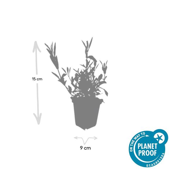 Verbena bonariensis - ↕10-25cm - Ø9cm - 12x | Sierplantenshop 