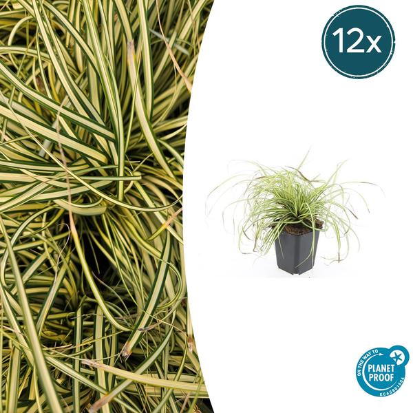 Carex oshim. 'Evergold'  - ↕10-25cm - Ø9cm - 12x | Sierplantenshop 