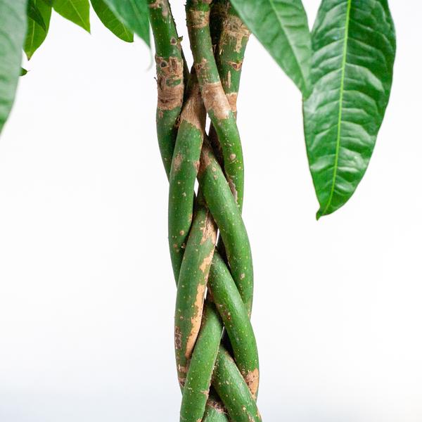 Pachira Aquatica XL met Torun mand - 140cm - Ø30 | Sierplantenshop 