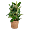 Ficus Elastica Robusta XL met mand Torun - 90cm - Ø27 | Sierplantenshop 