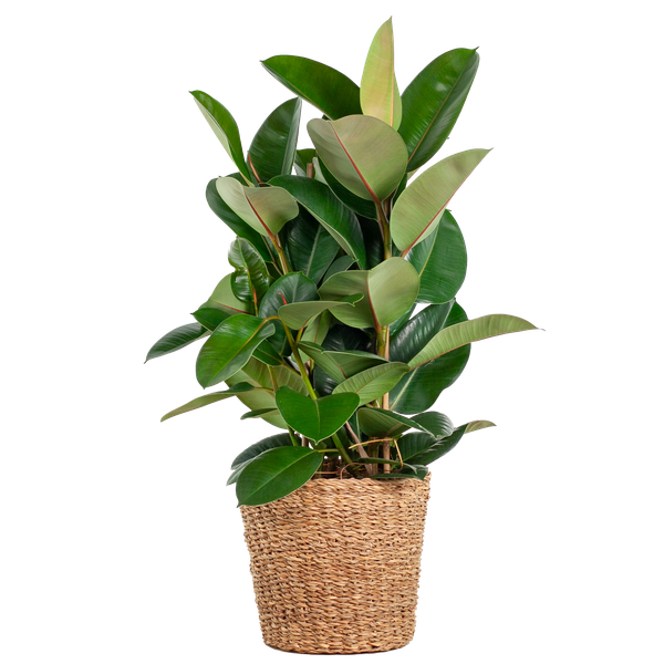 Ficus Elastica Robusta XL met mand Torun - 90cm - Ø27 | Sierplantenshop 