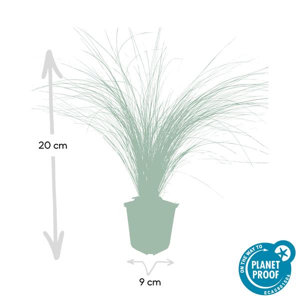 Stipa tenuissima 'Ponytails' - ↕10-25cm - Ø9cm - 12x | Sierplantenshop 