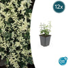 Euonymus fort. 'Harlequin' - ↕10-25cm - Ø9cm - 12x | Sierplantenshop 