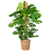 Monstera Deliciosa XL met Torun mand - 120cm - Ø24 | Sierplantenshop 